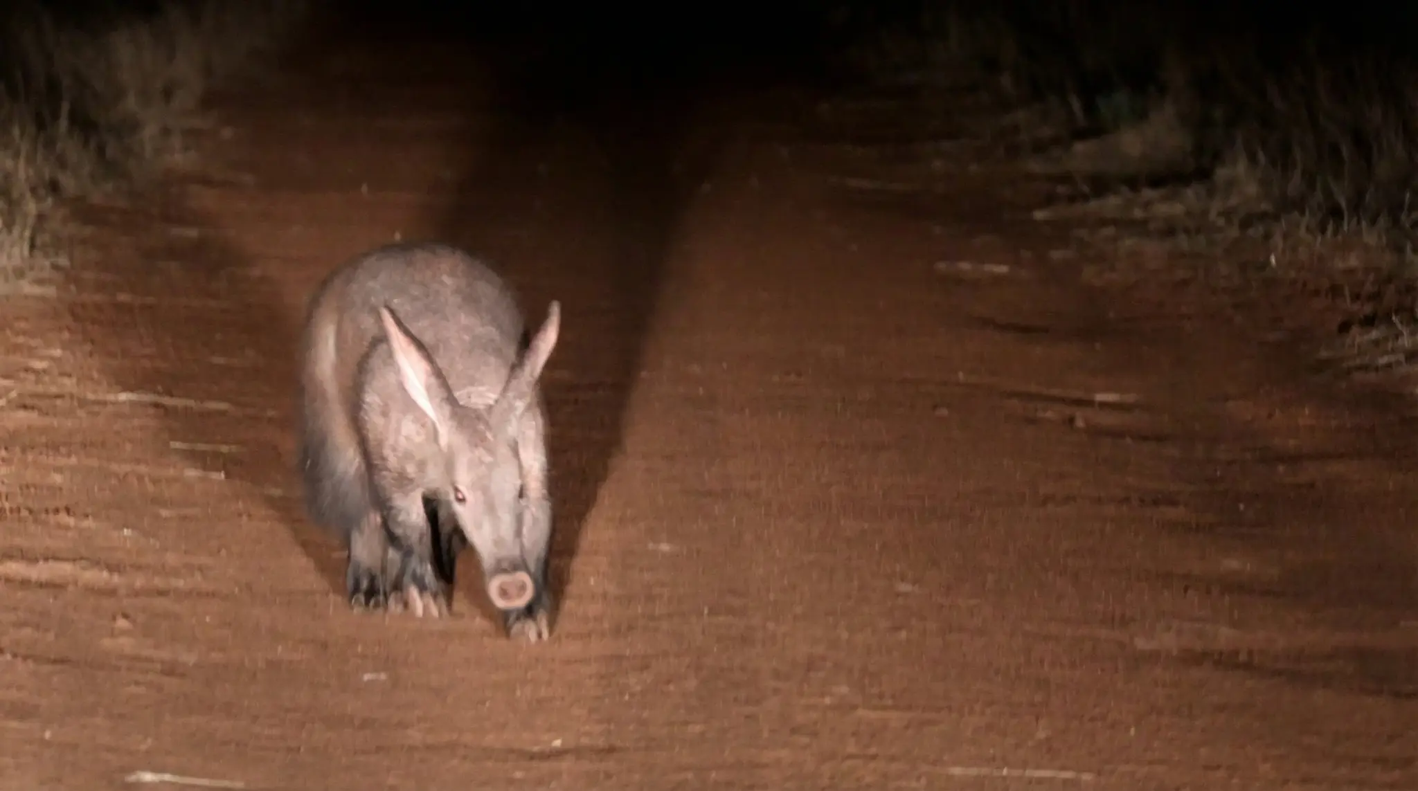 Aardvark in Namibia